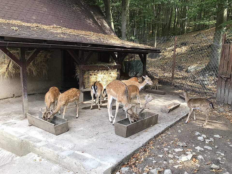 ZOO Košice – archívna fotografia